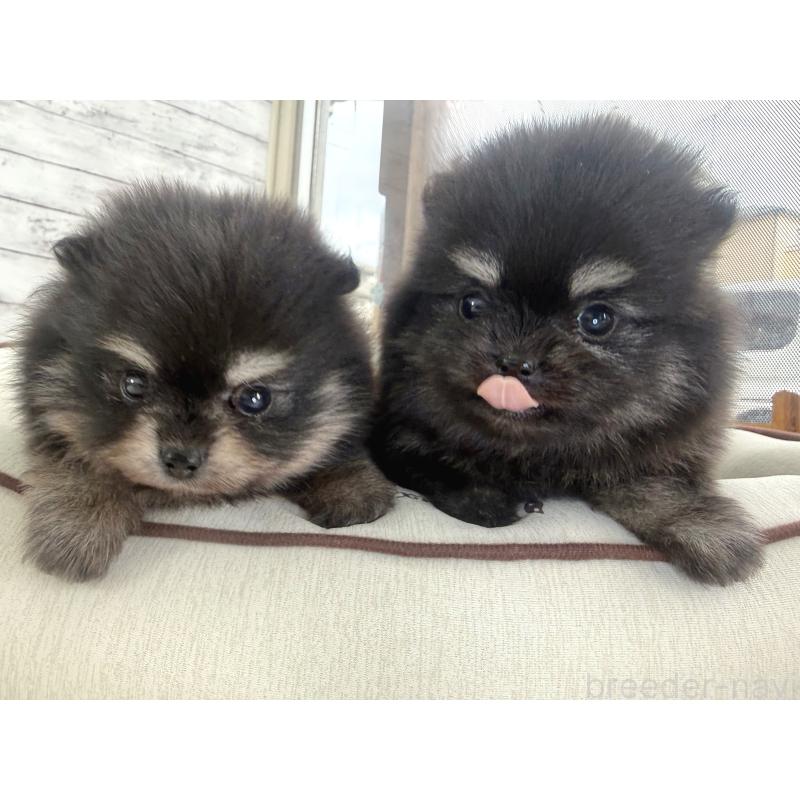 販売中の神奈川県のポメラニアン-453084の2枚目