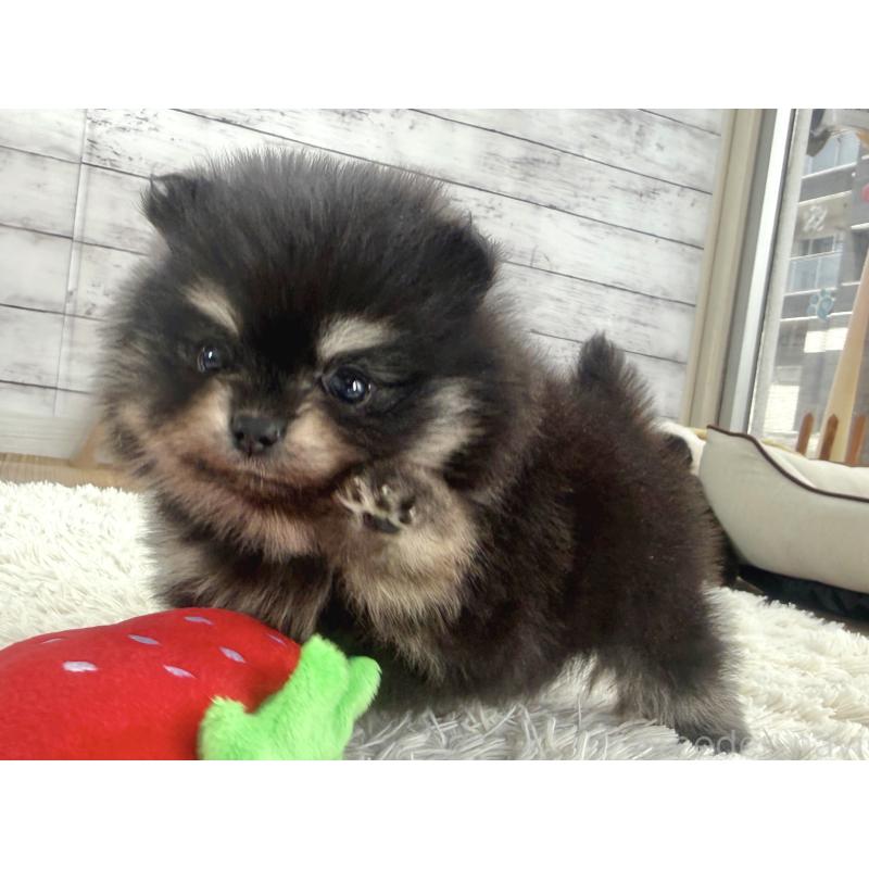 販売中の神奈川県のポメラニアン-453085の6枚目