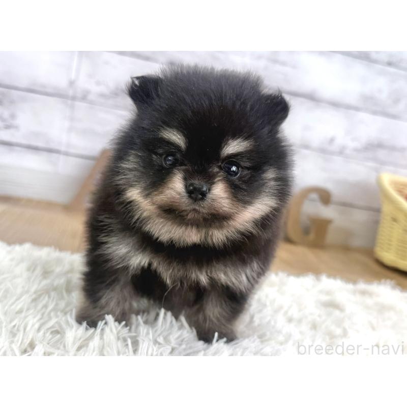 販売中の神奈川県のポメラニアン-453085の4枚目