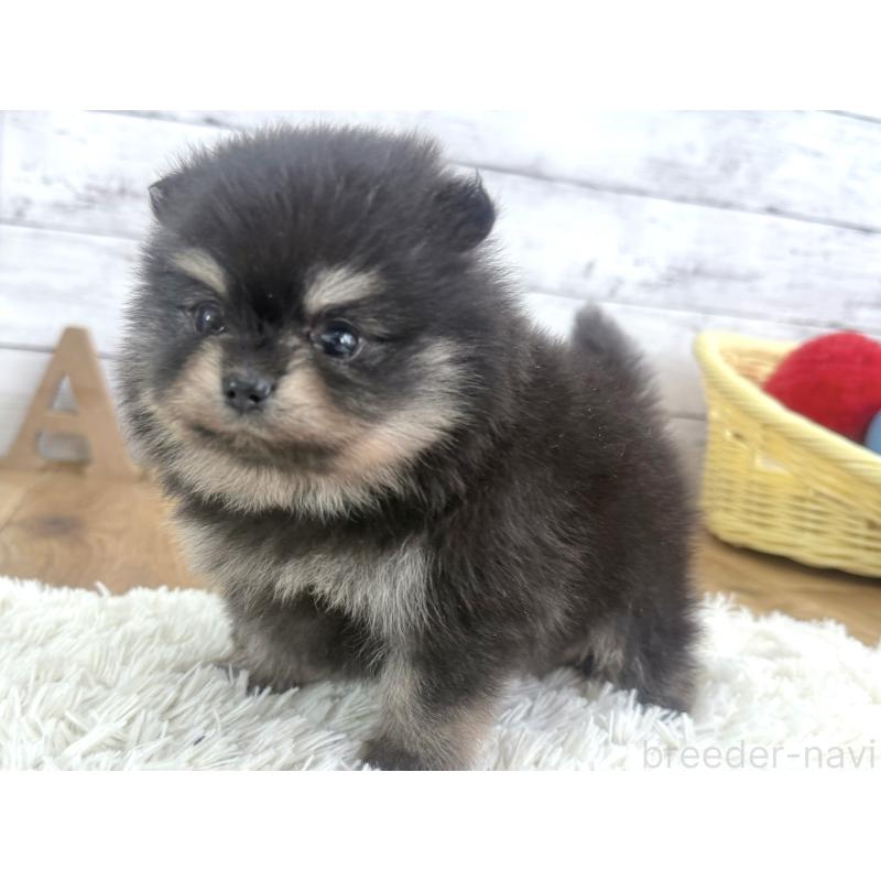 販売中の神奈川県のポメラニアン-453085の3枚目