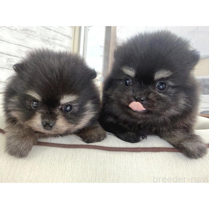 販売中の神奈川県のポメラニアン-453085の2枚目