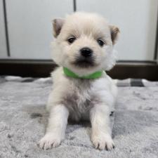 ♀︎ポメラニアン