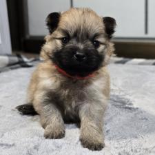 ♀︎ポメラニアン