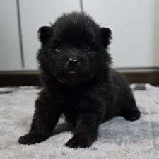 ♀︎ポメラニアン