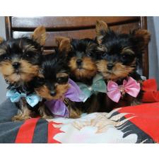 佐川 志津ブリーダー