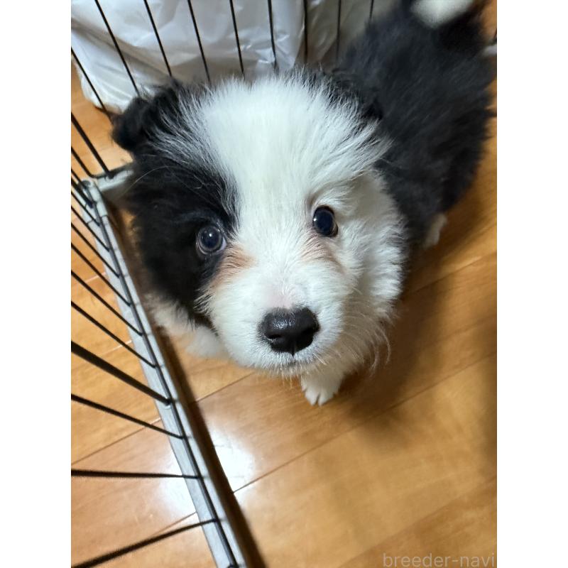 販売中の埼玉県のボーダーコリー-453086の5枚目