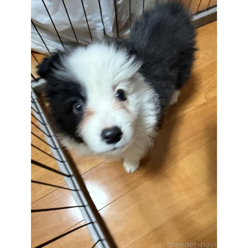 販売中の埼玉県のボーダーコリー-453086の4枚目