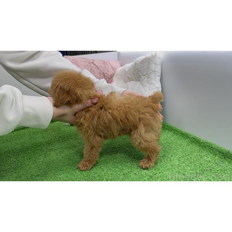 販売中の新潟県のタイニープードル-453088の7枚目