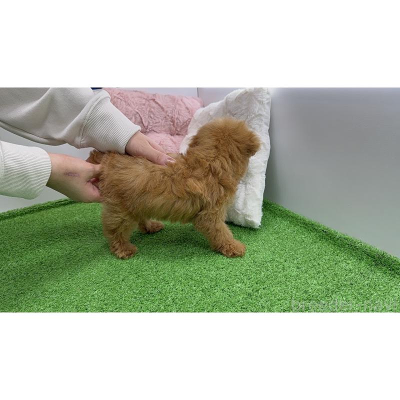 販売中の新潟県のタイニープードル-453088の6枚目