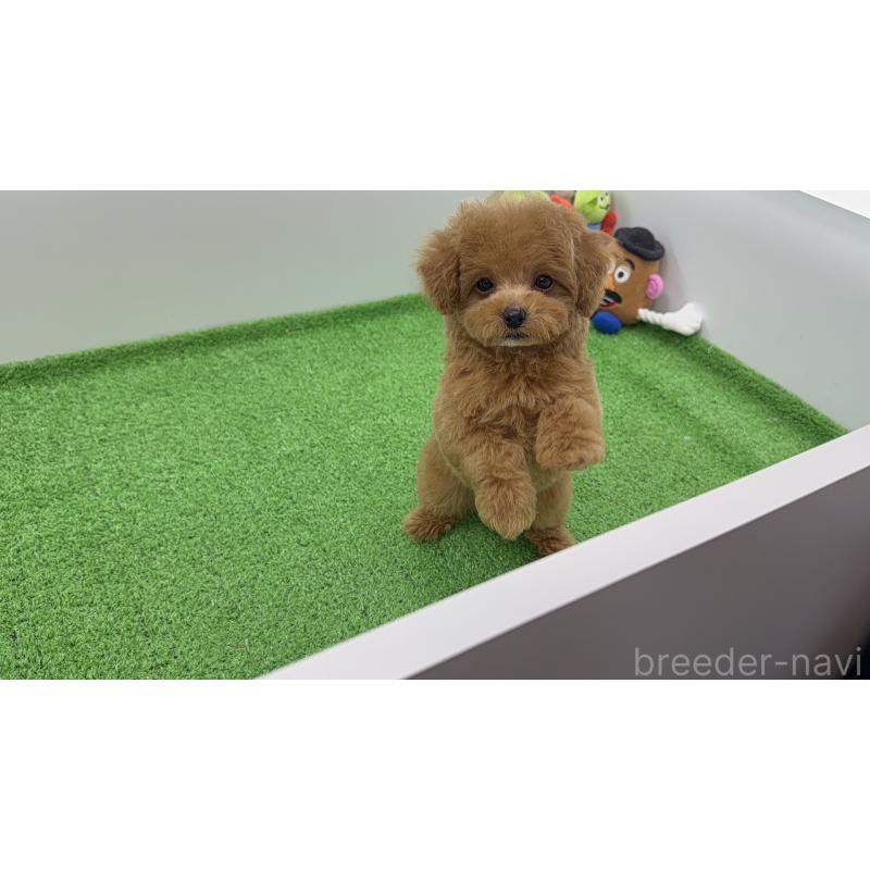 販売中の新潟県のタイニープードル-453088の4枚目