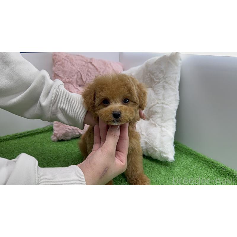 販売中の新潟県のタイニープードル-453088の3枚目