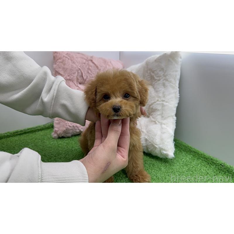 販売中の新潟県のタイニープードル-453088の2枚目