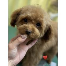 ♀︎トイプードル