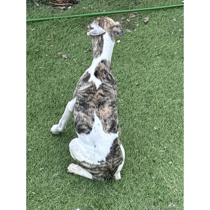 成約済の群馬県のウィペット-436462の4枚目