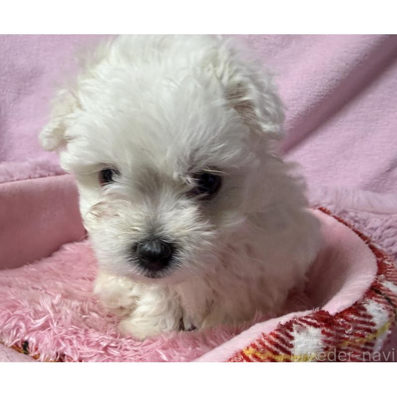 成約済の長野県のボロニーズ-447218の2枚目