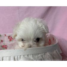 ♀︎ボロニーズ