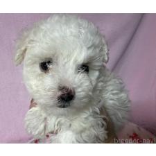 ♀︎ボロニーズ