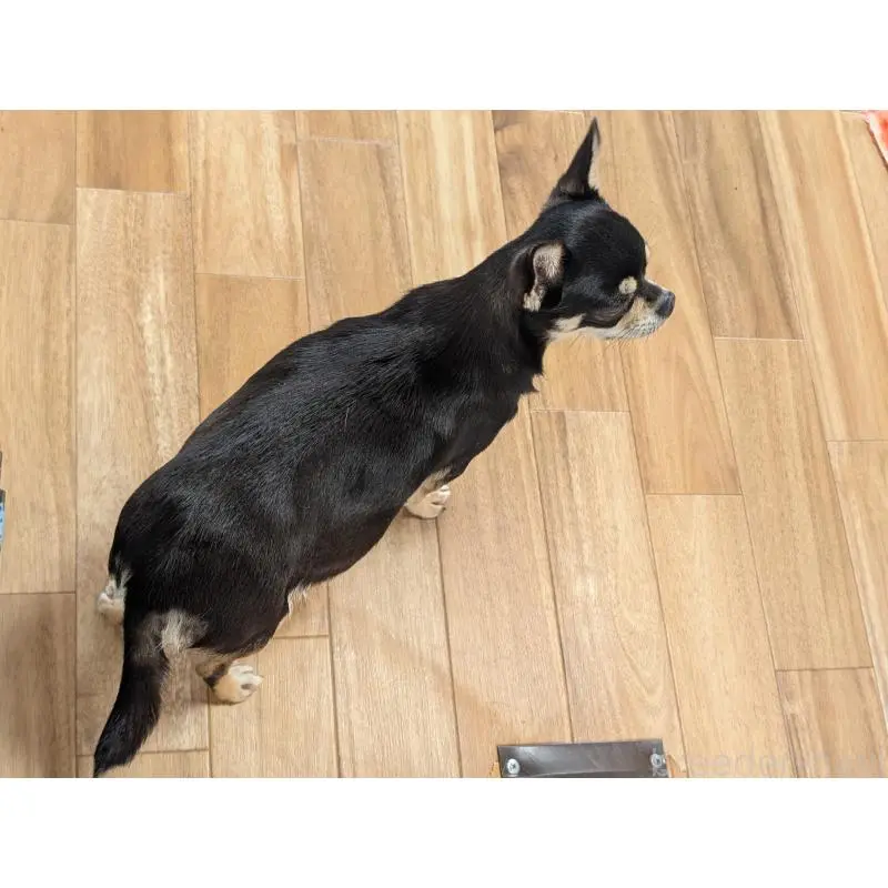 ワカバちゃん3枚目