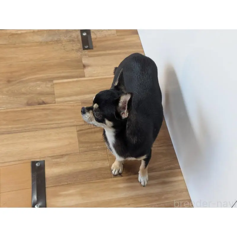 ワカバちゃん4枚目