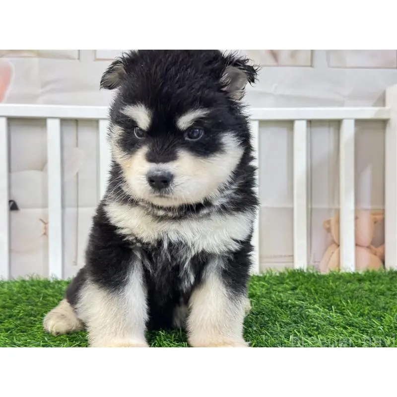 販売中の茨城県のアラスカンマラミュート-452834の3枚目