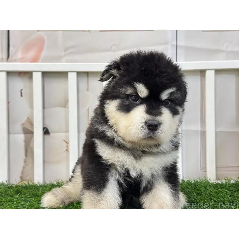 販売中の茨城県のアラスカンマラミュート-452835の3枚目