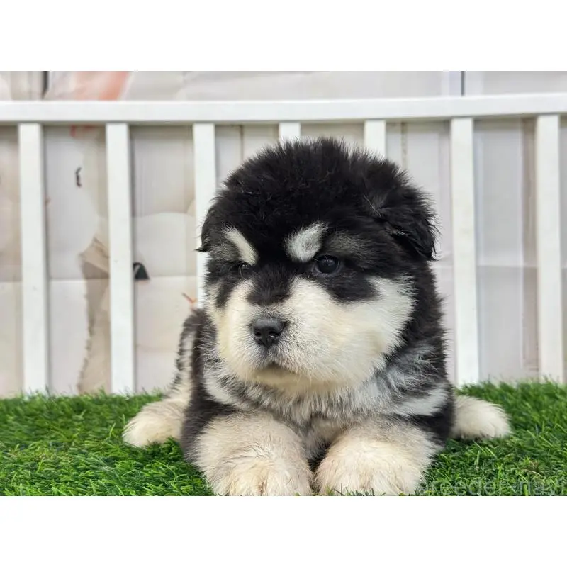 販売中の茨城県のアラスカンマラミュート-452835の2枚目