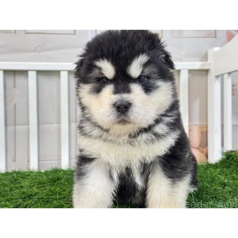 販売中の茨城県のアラスカンマラミュート-452836の2枚目