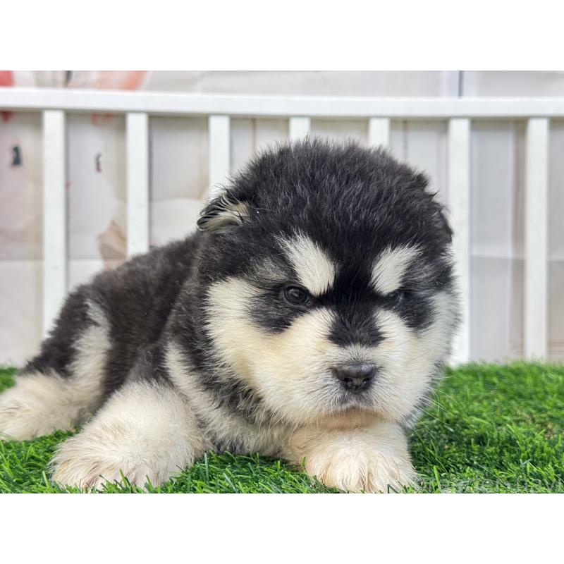 販売中の茨城県のアラスカンマラミュート-452837の3枚目