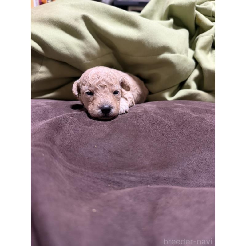 販売中の福岡県のトイプードル-452838