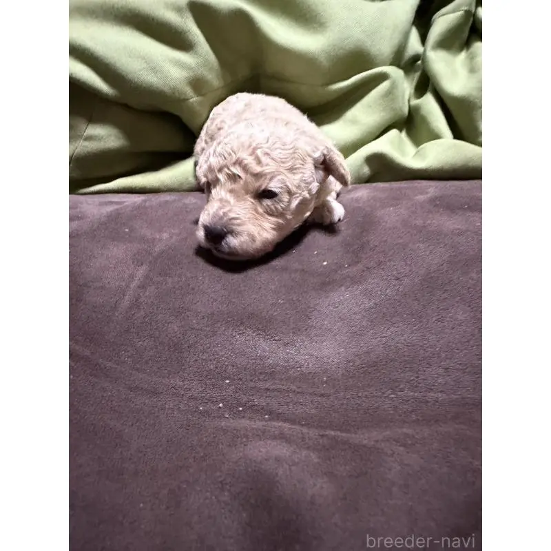 販売中の福岡県のトイプードル-452838の5枚目