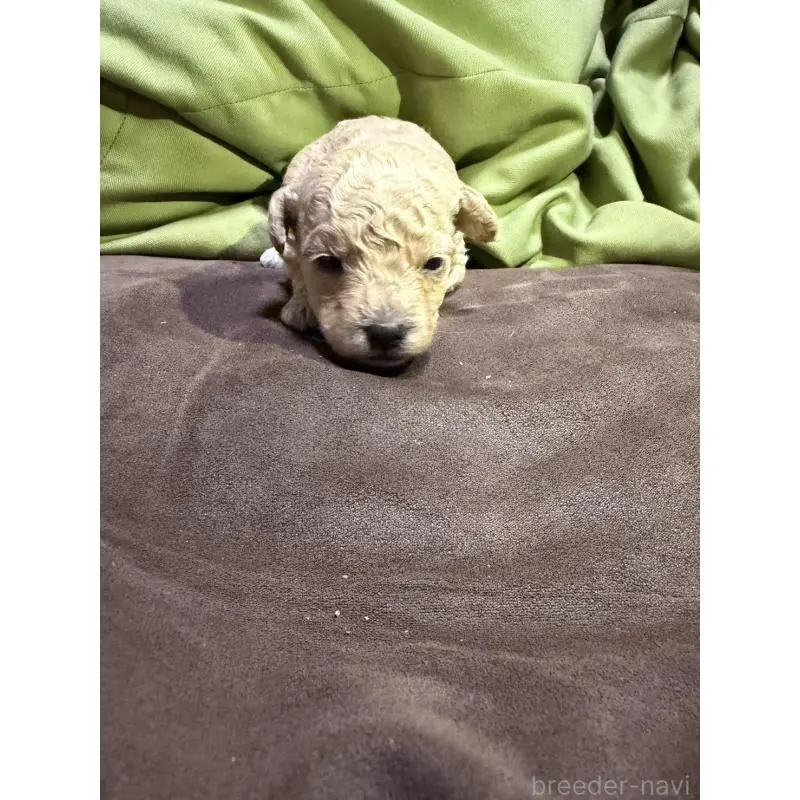 販売中の福岡県のトイプードル-452838の4枚目