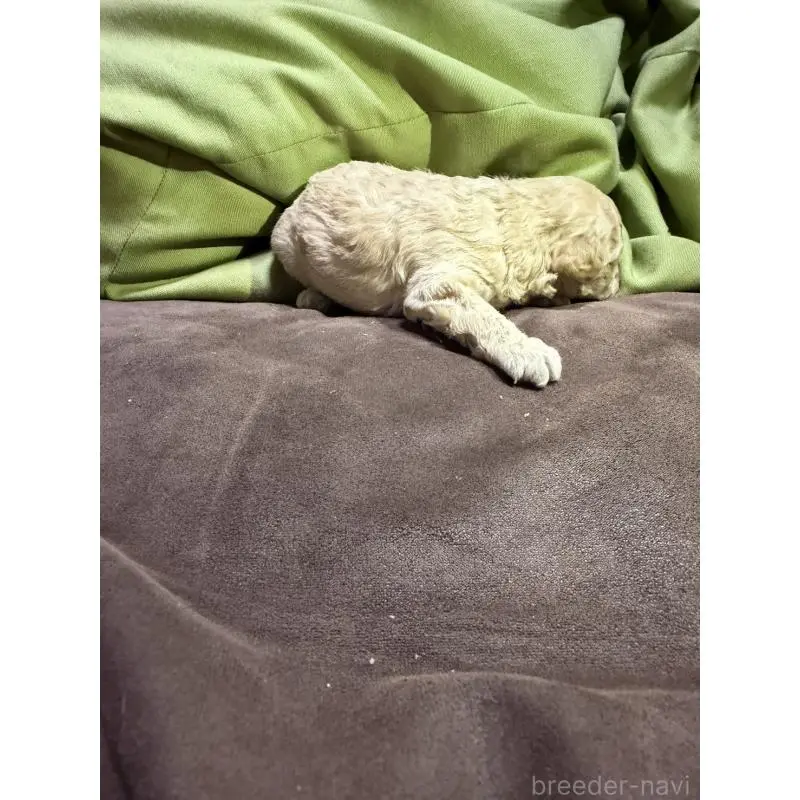 販売中の福岡県のトイプードル-452838の3枚目