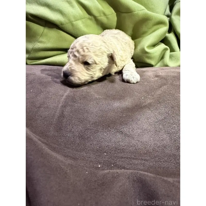 販売中の福岡県のトイプードル-452838の2枚目