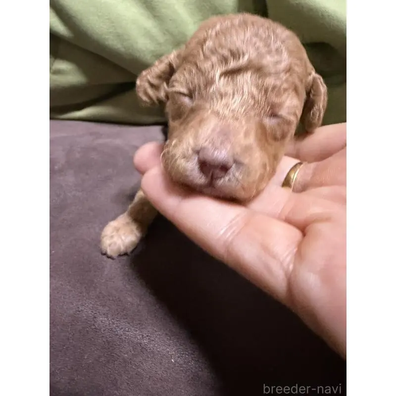 販売中の福岡県のトイプードル-452839の3枚目