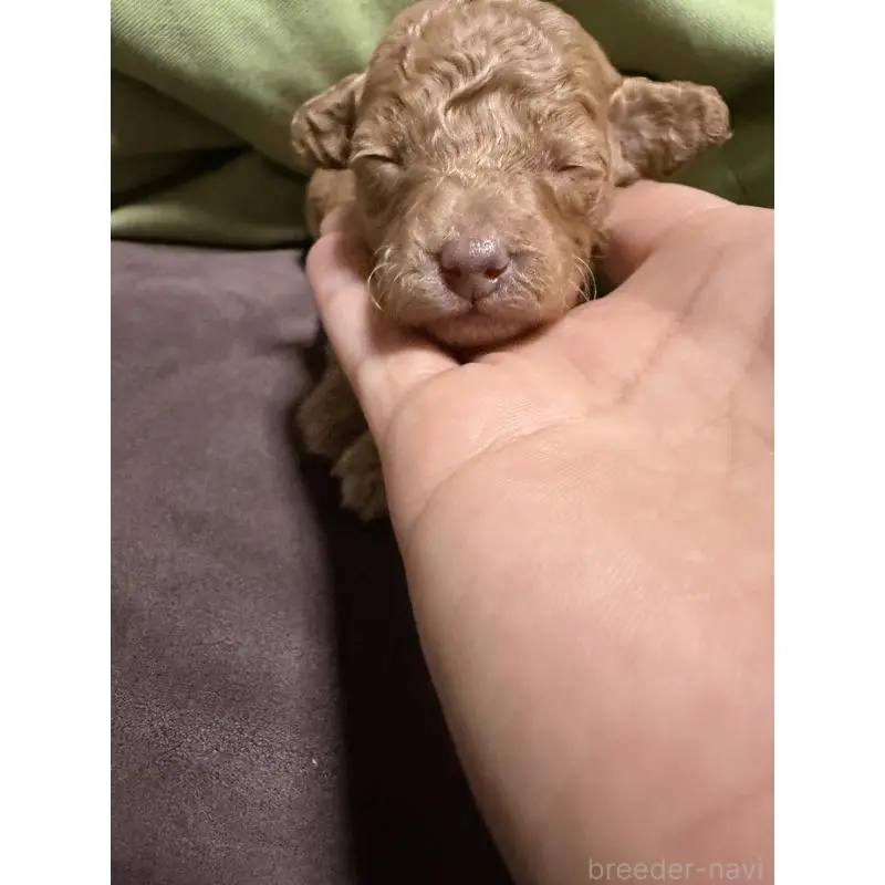 販売中の福岡県のトイプードル-452839の2枚目