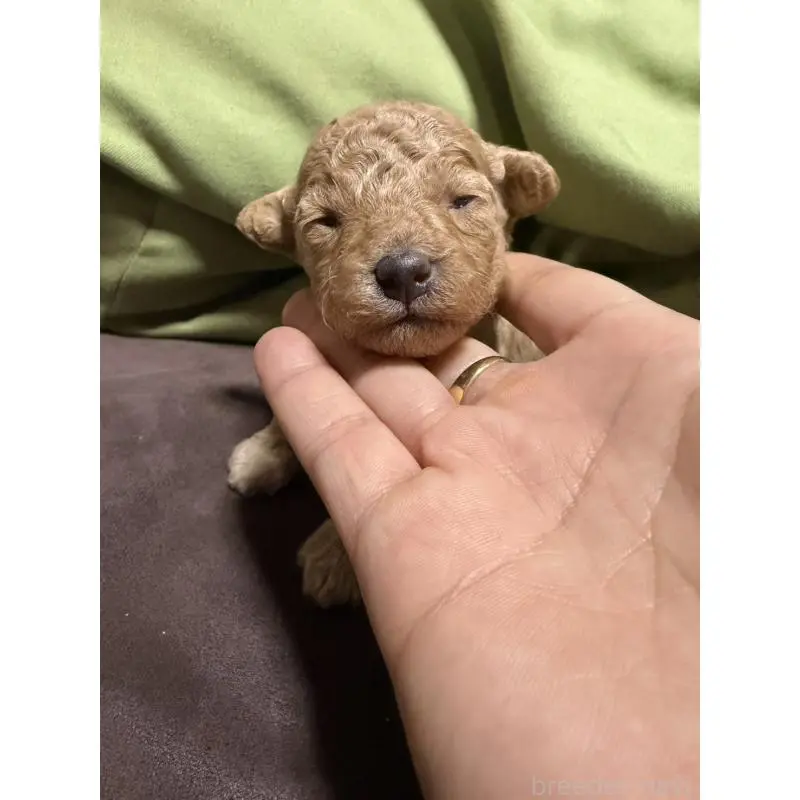 販売中の福岡県のトイプードル-452840の3枚目