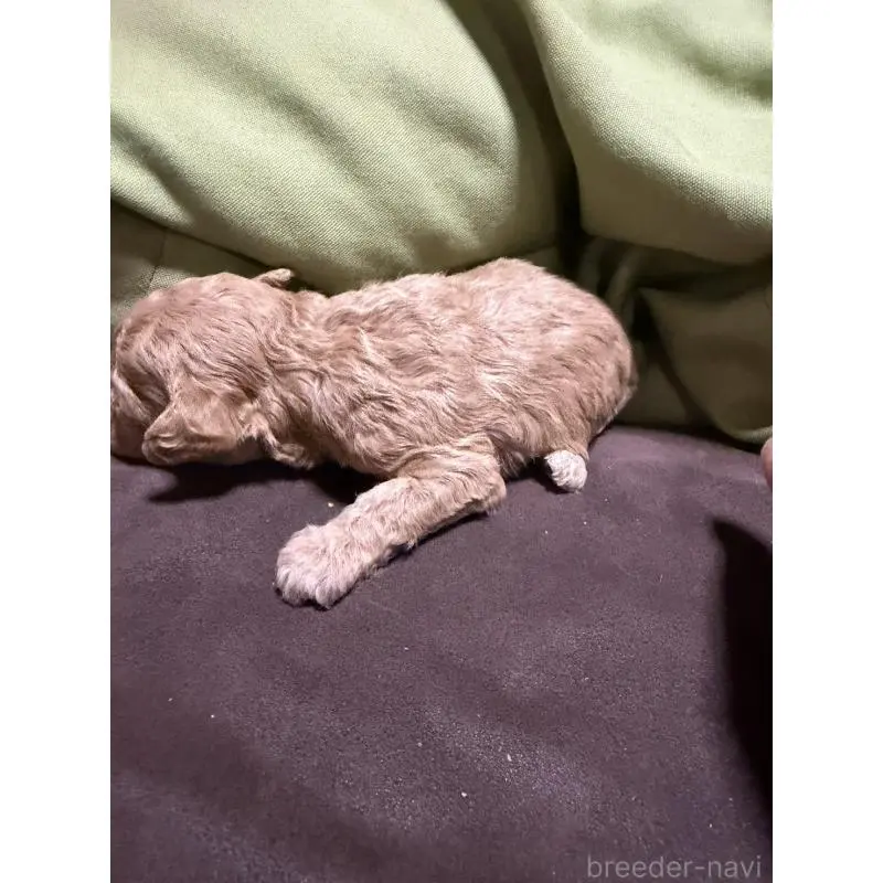 販売中の福岡県のトイプードル-452840の2枚目