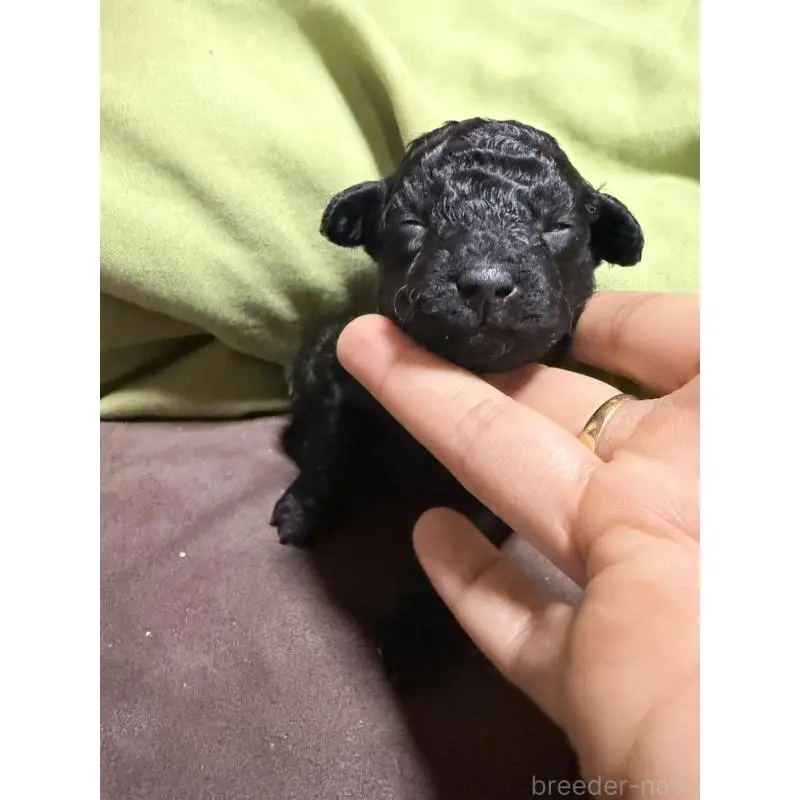 販売中の福岡県のトイプードル-452841の3枚目