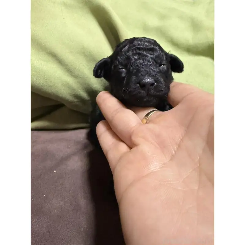 販売中の福岡県のトイプードル-452841の2枚目