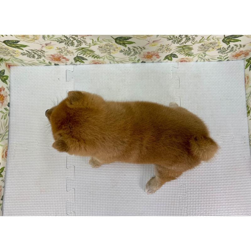 販売中の愛知県の豆柴-452843の4枚目