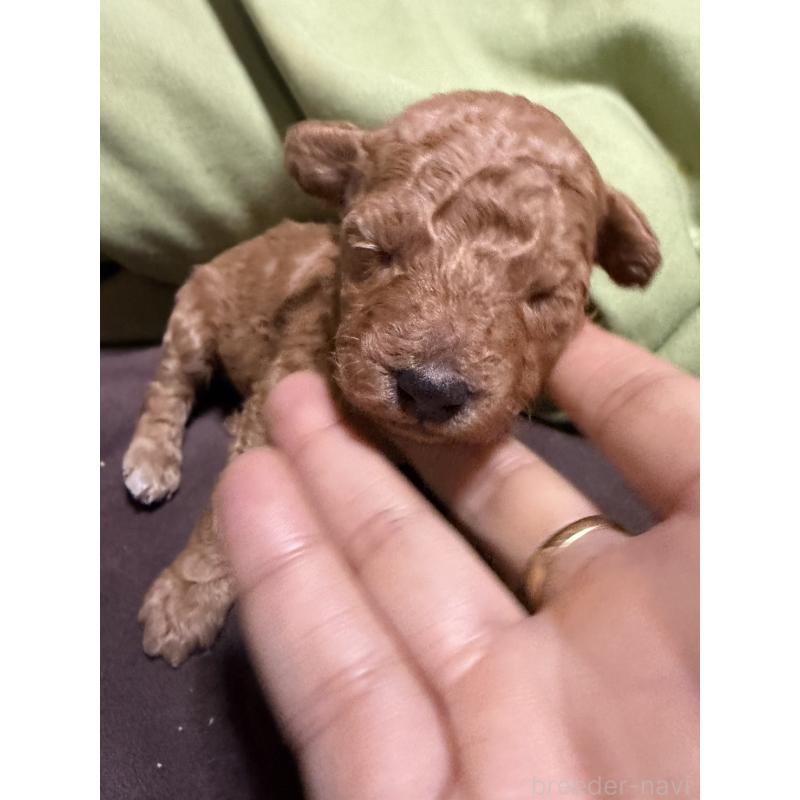 販売中の福岡県のトイプードル-452842