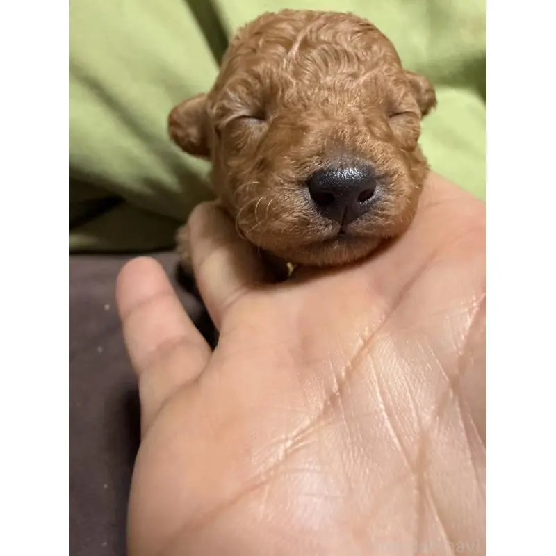 販売中の福岡県のトイプードル-452842の2枚目