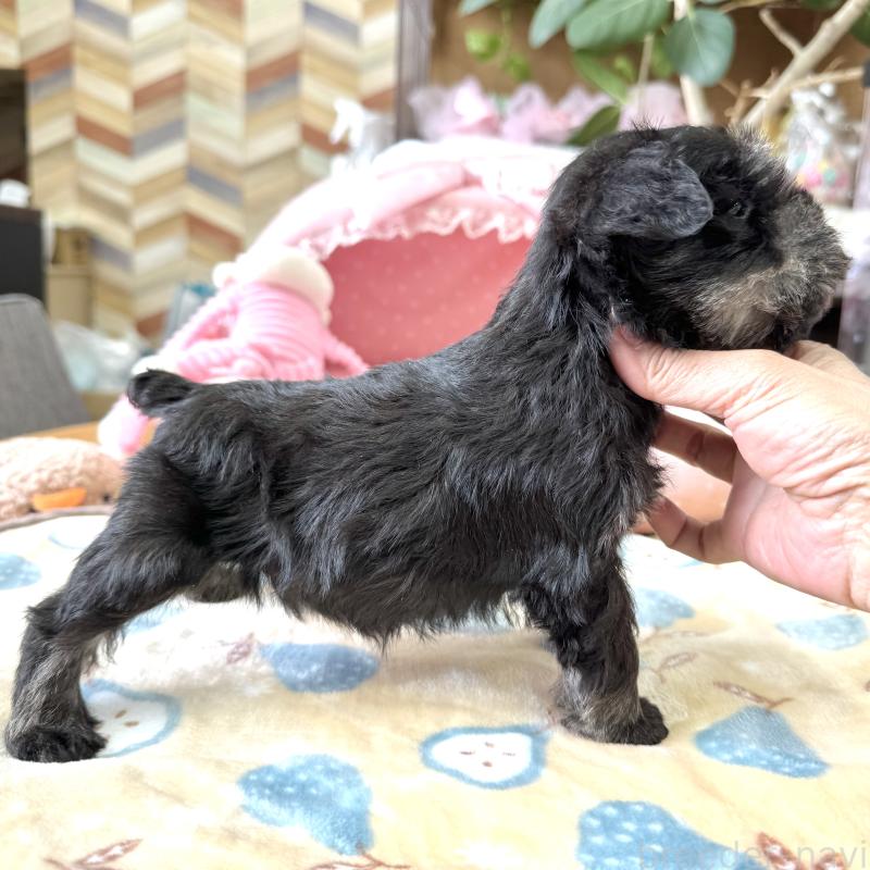 販売中の大阪府のミニチュアシュナウザー-452847の9枚目