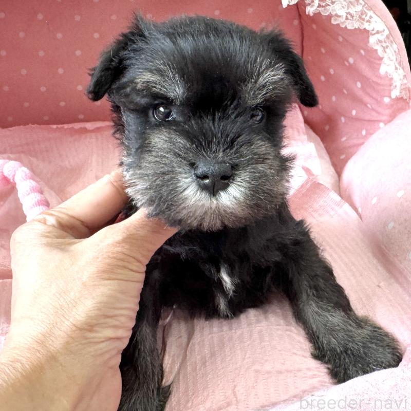 販売中の大阪府のミニチュアシュナウザー-452847の8枚目