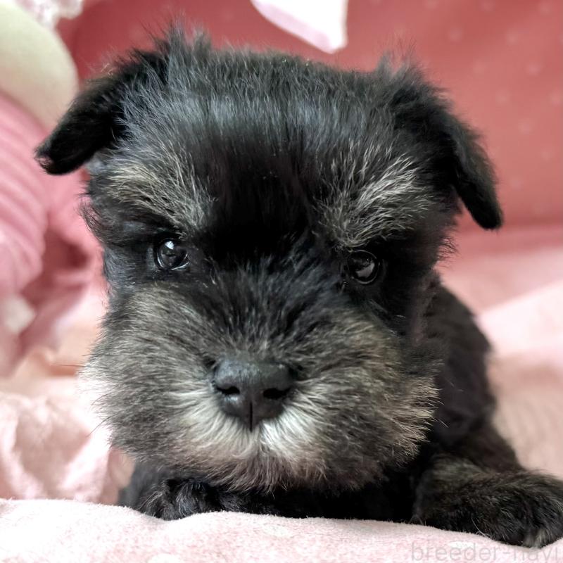 販売中の大阪府のミニチュアシュナウザー-452847の7枚目