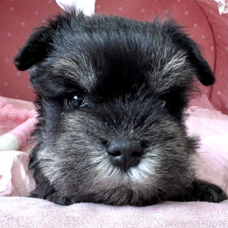 販売中の大阪府のミニチュアシュナウザー-452847の6枚目