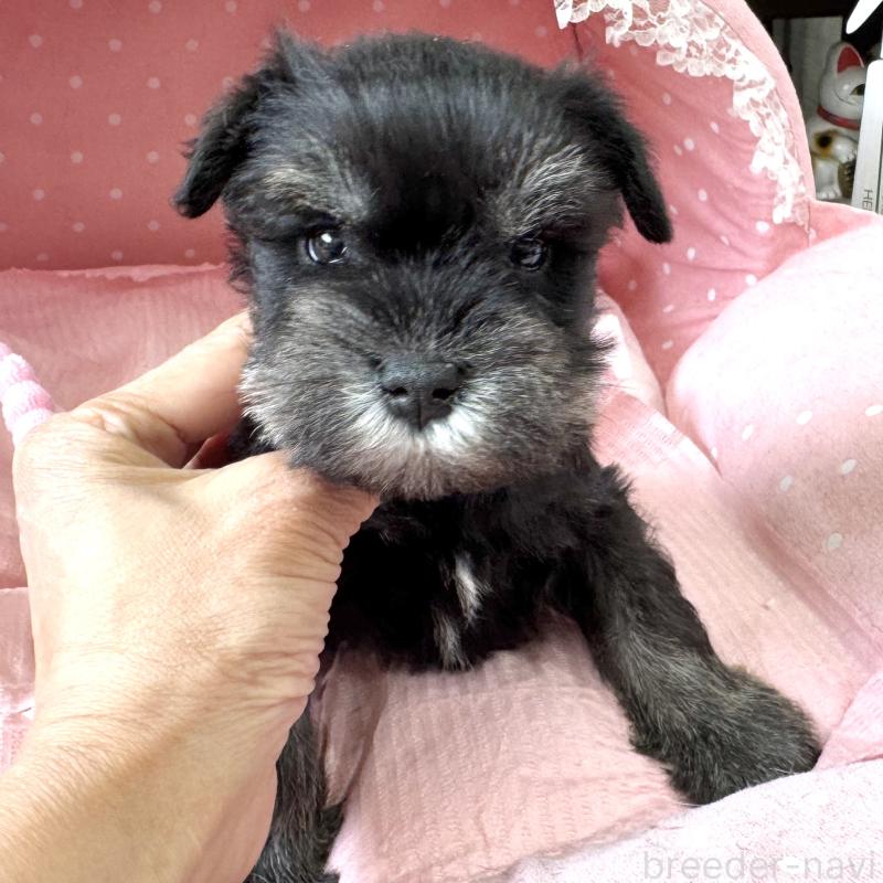 販売中の大阪府のミニチュアシュナウザー-452847の5枚目