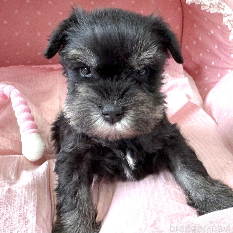 販売中の大阪府のミニチュアシュナウザー-452847の4枚目