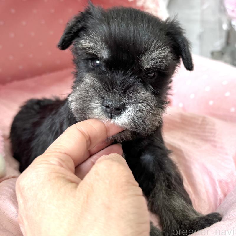 販売中の大阪府のミニチュアシュナウザー-452847の3枚目