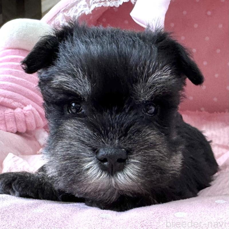 販売中の大阪府のミニチュアシュナウザー-452847の2枚目